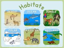 The habitat